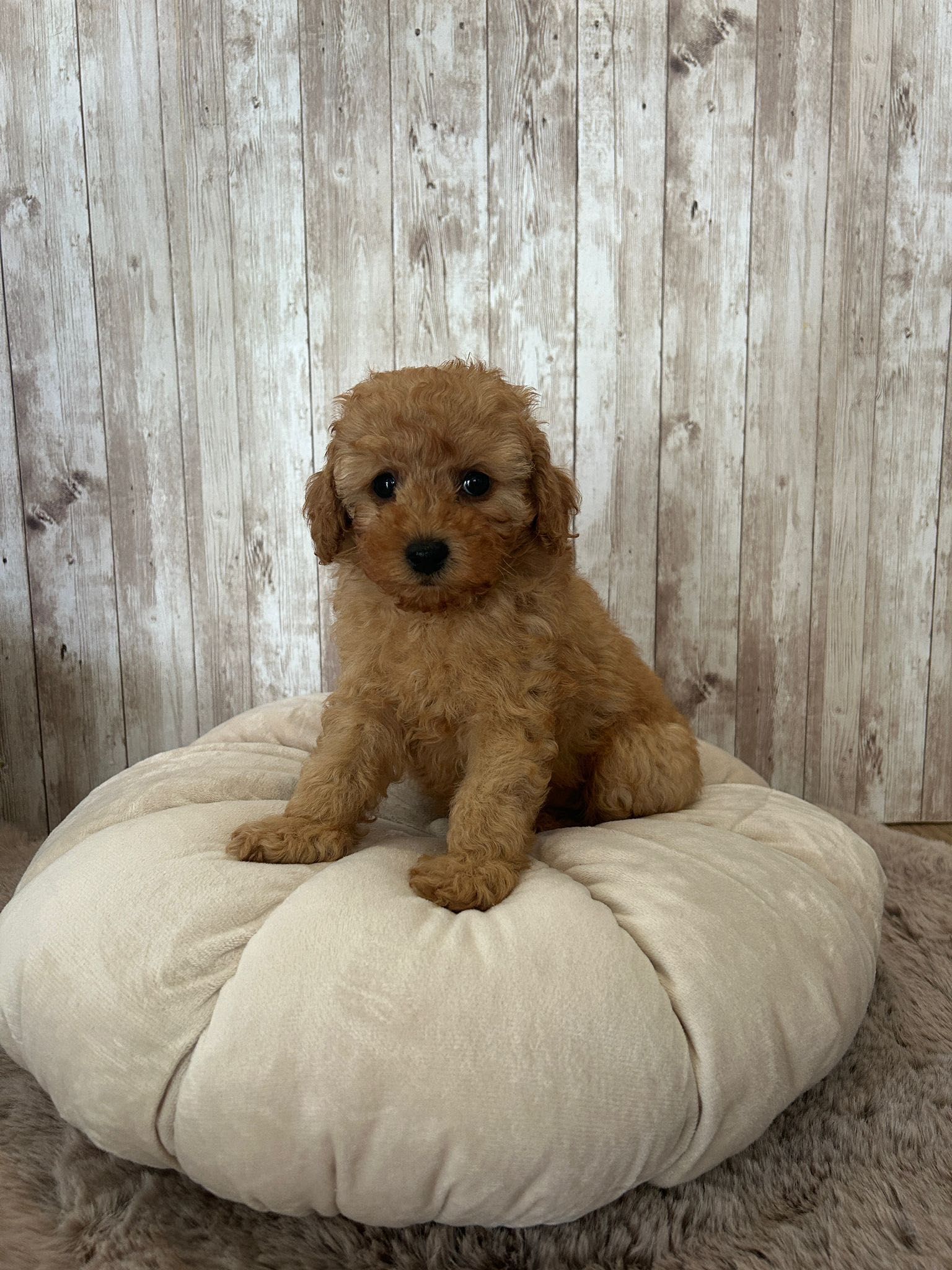 Piesek pudel toy red