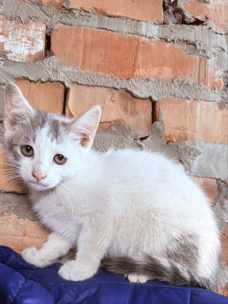 Кошеня хлопчик шукає люблячу сімʼю