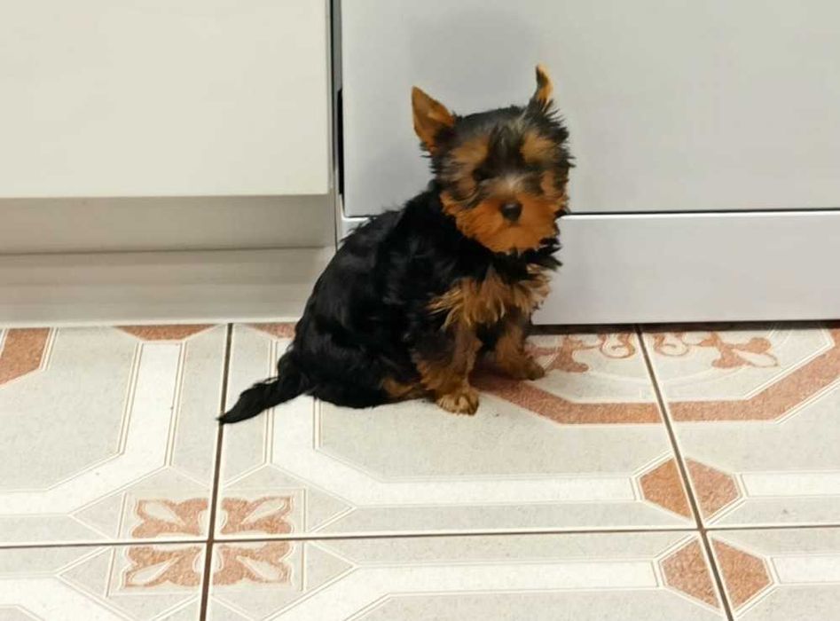 Śliczne mini cudo Yorkshire terrier piesek