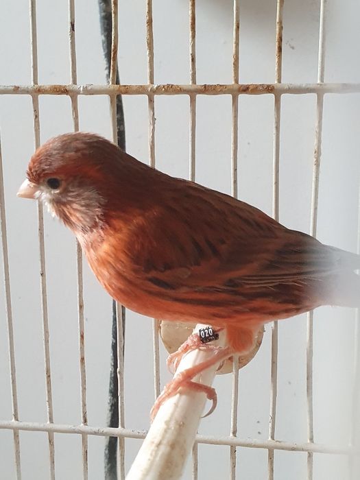 Canários Agata intenso Femea 2025