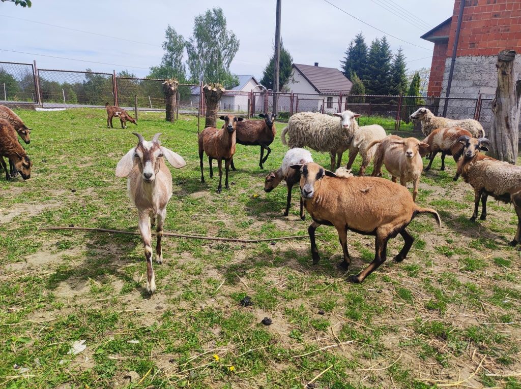 Sprzedam konie, kozy, owce