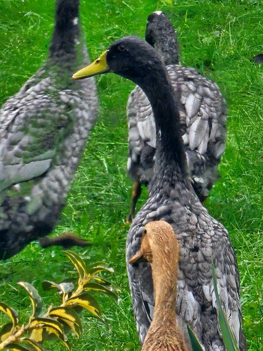 Kaczki kaczory biegusy indyjskie