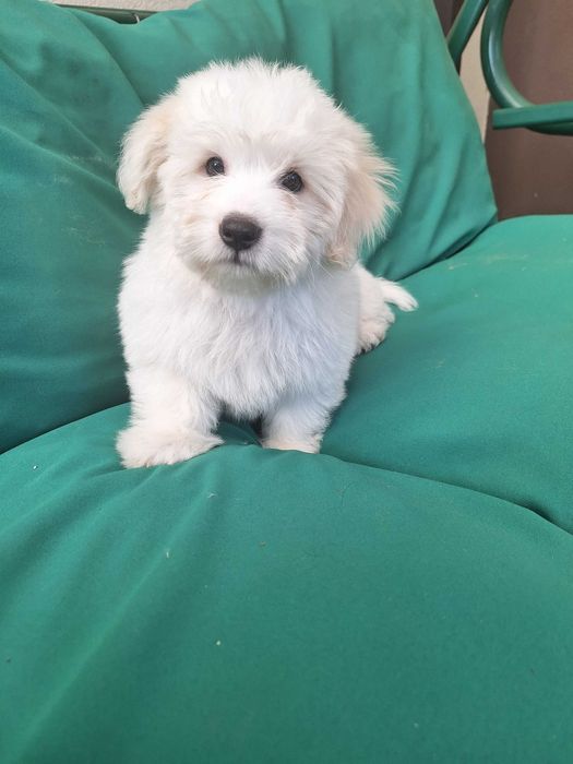 Coton de tulear PIesek ZKwP