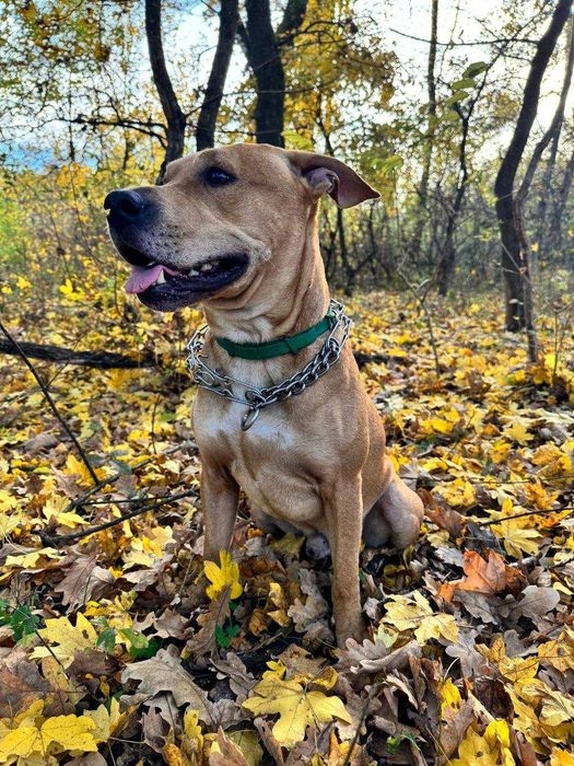 Злучка, кабель Річі(Ам.Стаф/Пітбуль)