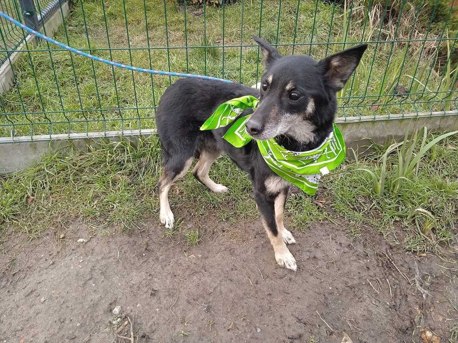 Inka - mądra i grzeczna sunia w średnim wieku