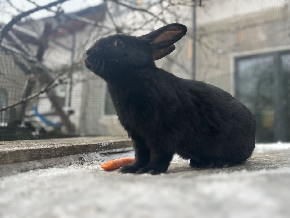 Króliki - młode mieszańce