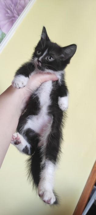 Віддам котика хлопчика