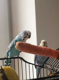 Papuga falista (samica)