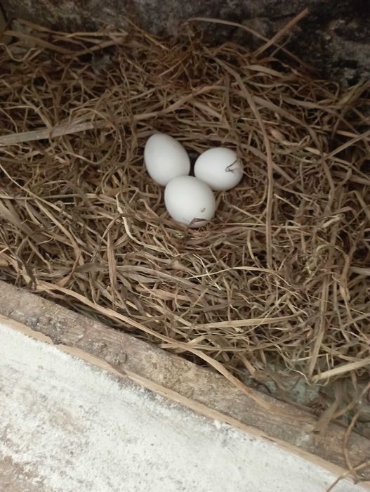 Ovos galados leghorn