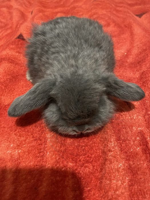 Вислоухие декоративные кролики