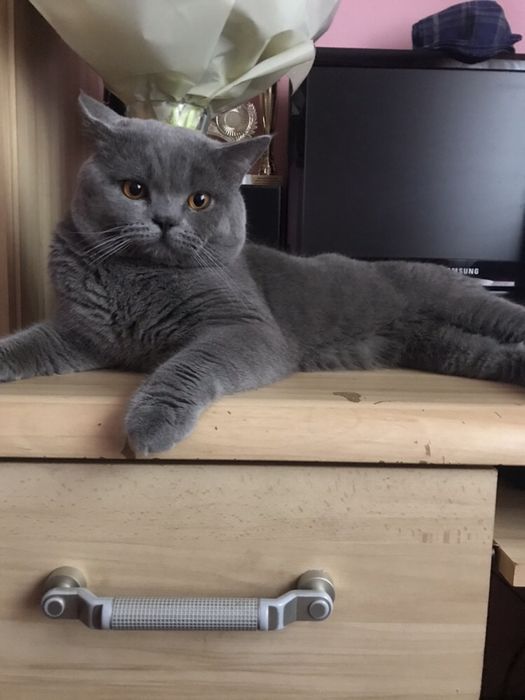 Шотландець -в’язка