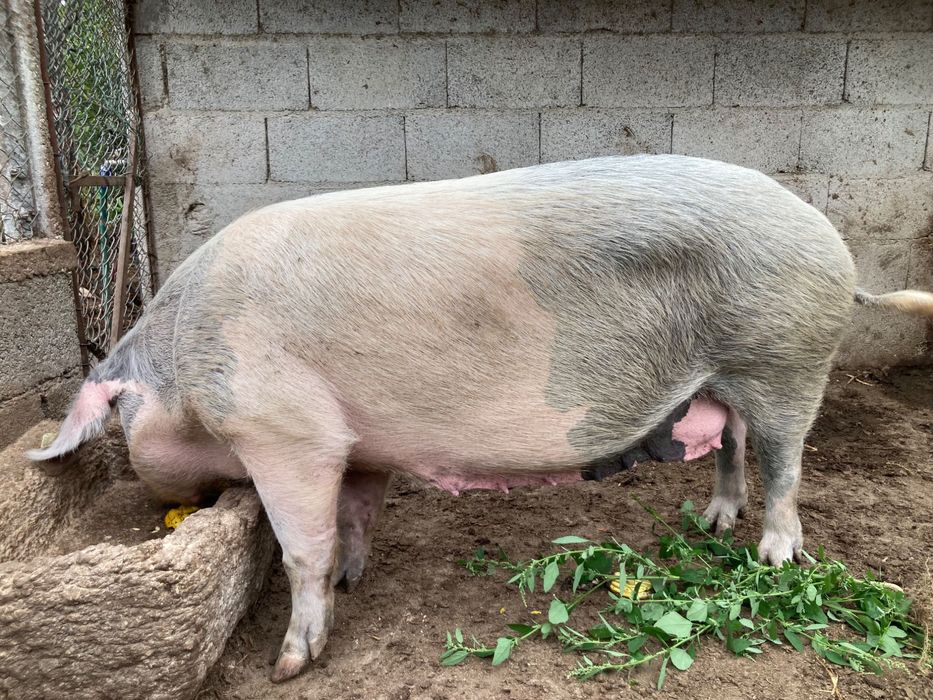 Porca bísara grande