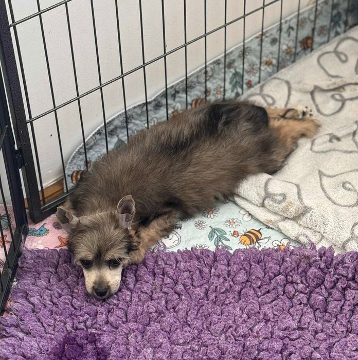 Suczka chiński grzywacz ZKwP FCI Akizabo