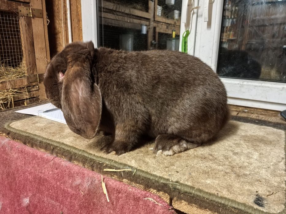 Baran francuski Hawana samiec