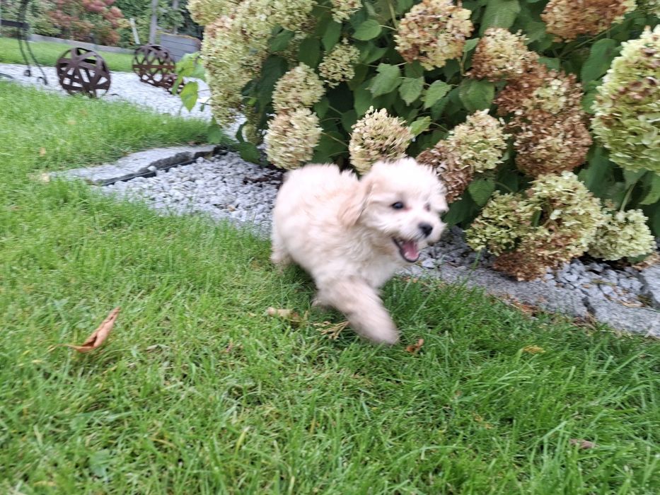 maltipoo szczeniak