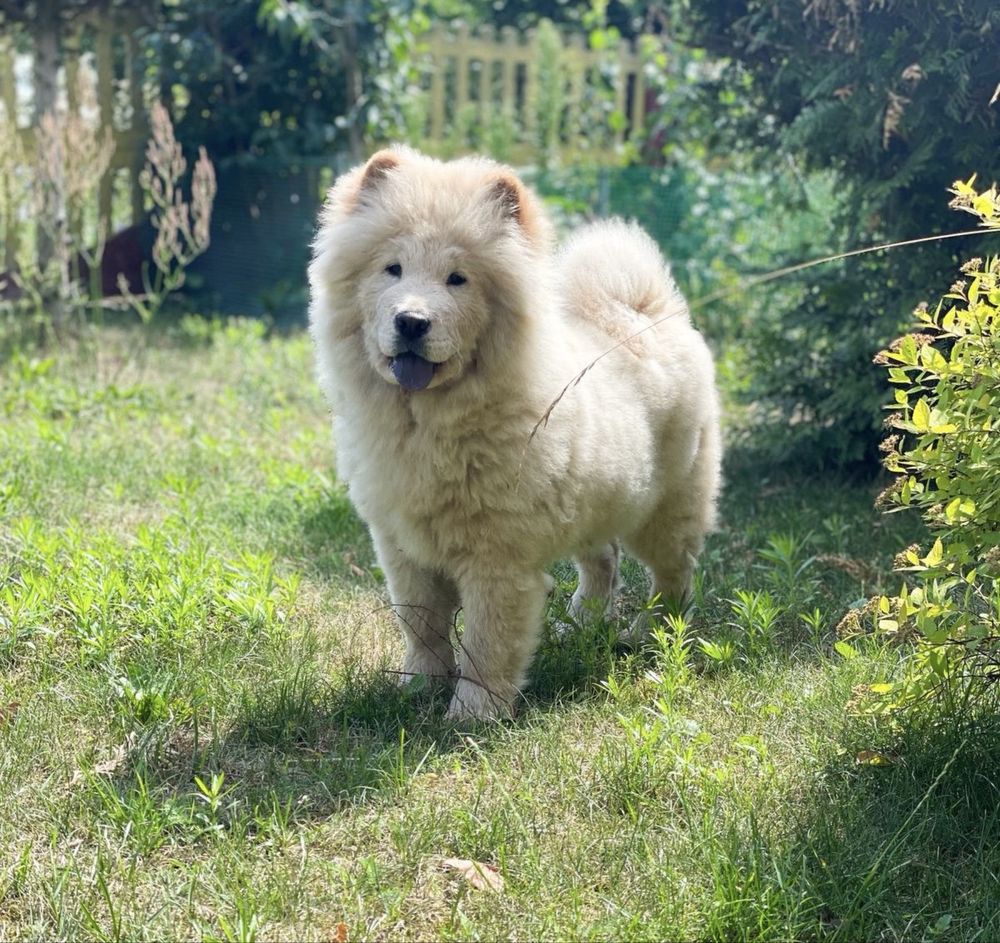 Chow Chow - piękna SUNIA