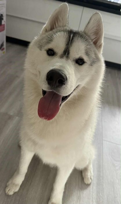 Pies do adopcji - dom tylko dla doświadczonych