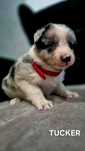 Rasowy pies Border Collie Blue Merle
