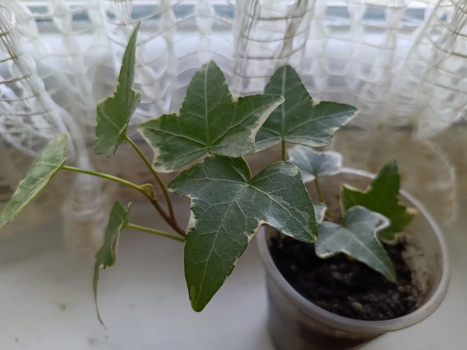 Плющ рео традесканції