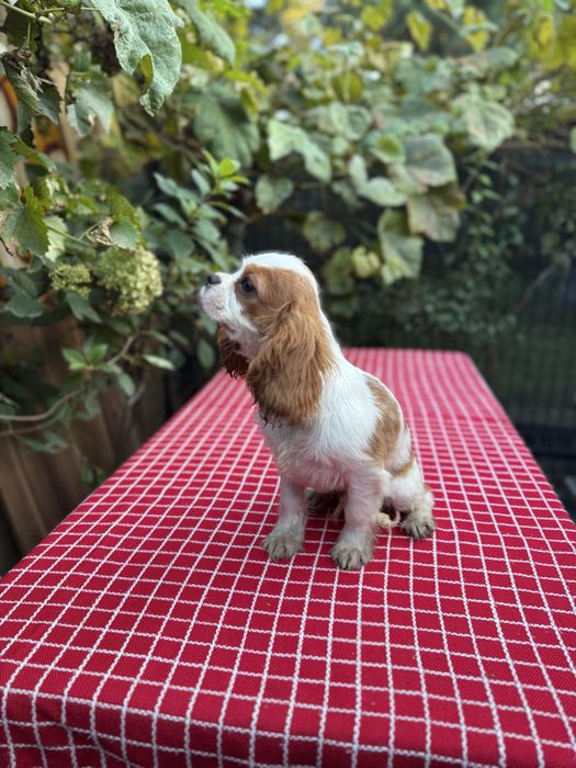 Cavalier King Charles Spaniel blenhiem samiec pies chłopiec biały brąz