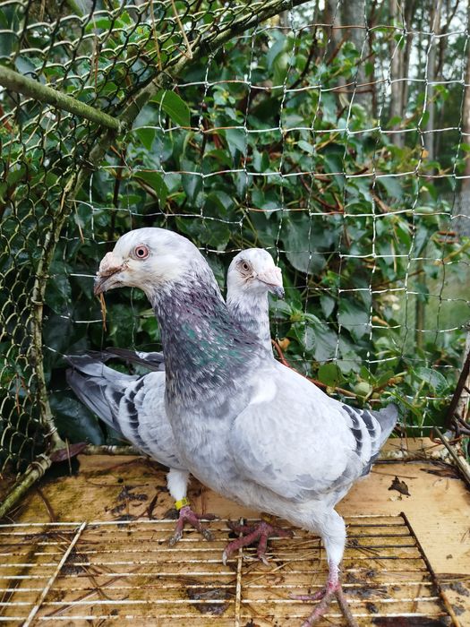 Gołębie staropolskie Młode 2025 Po tej parze ostatnia para z 2024 r  l