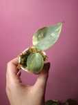Philodendron hastatum Silver Sword Variegata