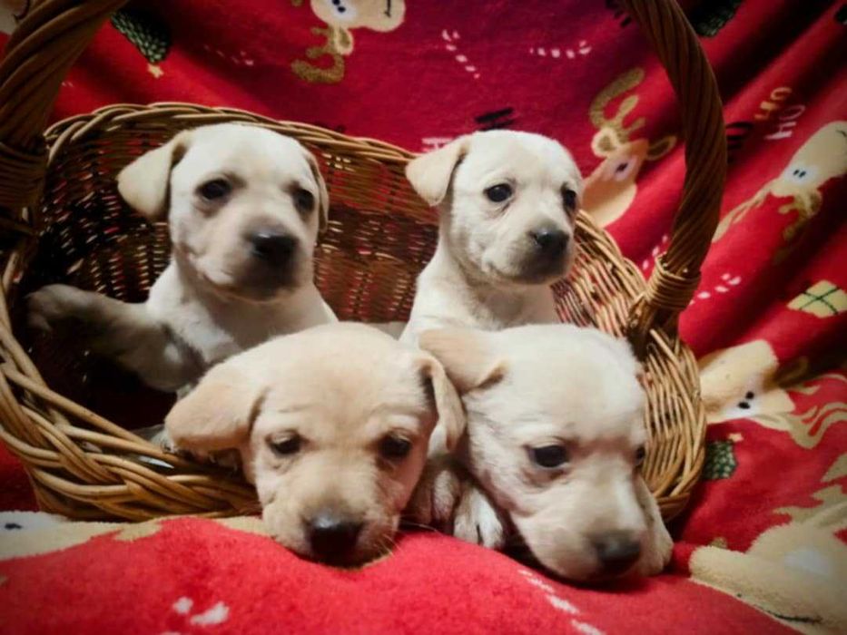 Oddam za darmo w dobre rece