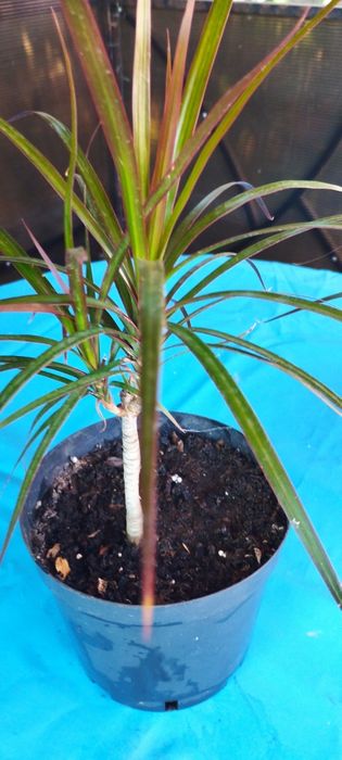 Драцена окаймленная (маргината)