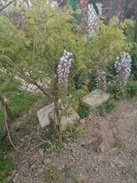 Glicynia wisteria