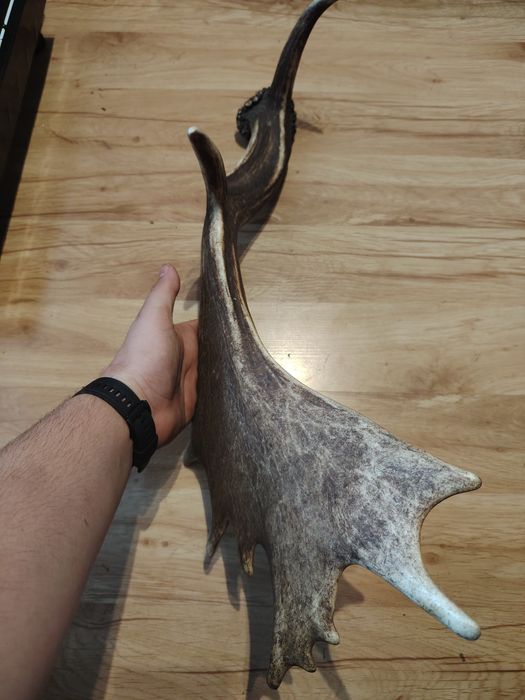 Poroże jelenia zrzuty mylkusy Daniela