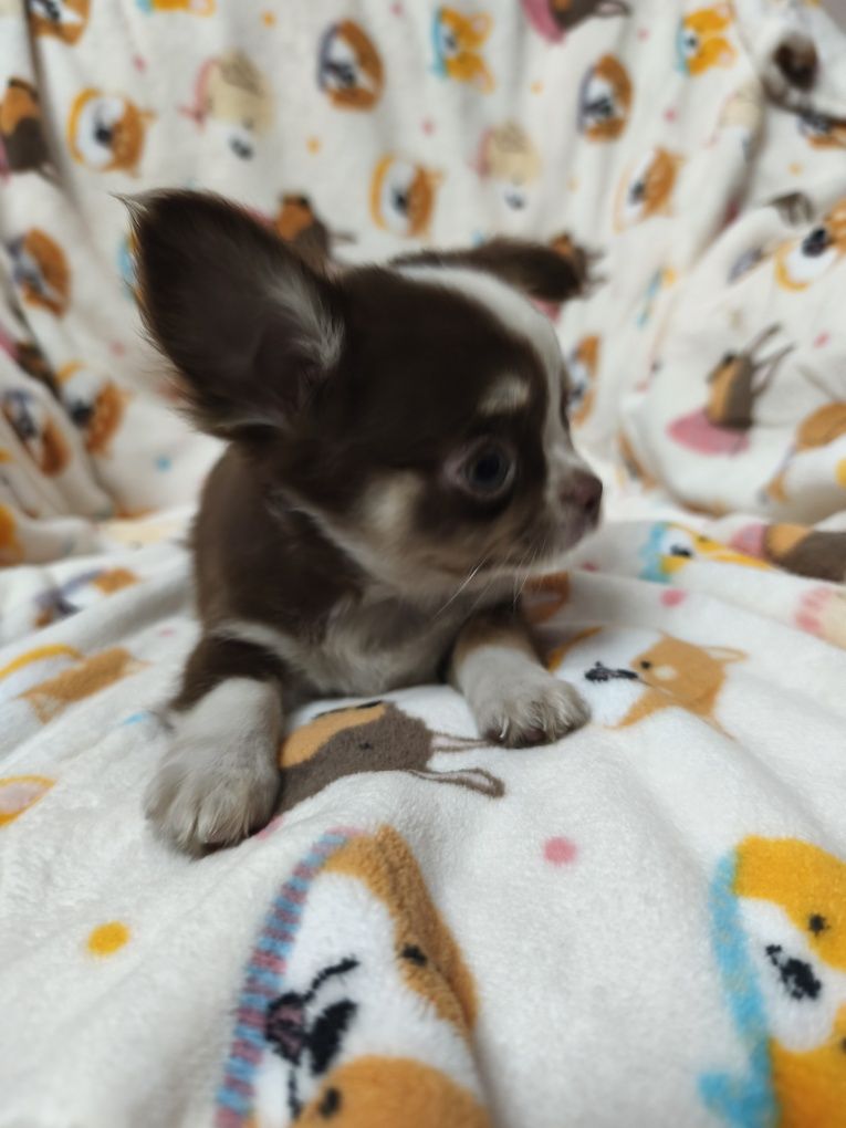 Chihuahua machinho pequenino