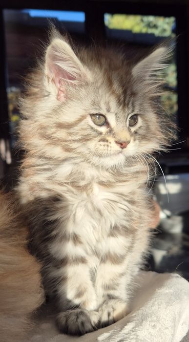 Jaga koteczka Maine Coon.