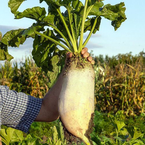 Продам овощі: капуста,буряк,морква,цибуля,картопля