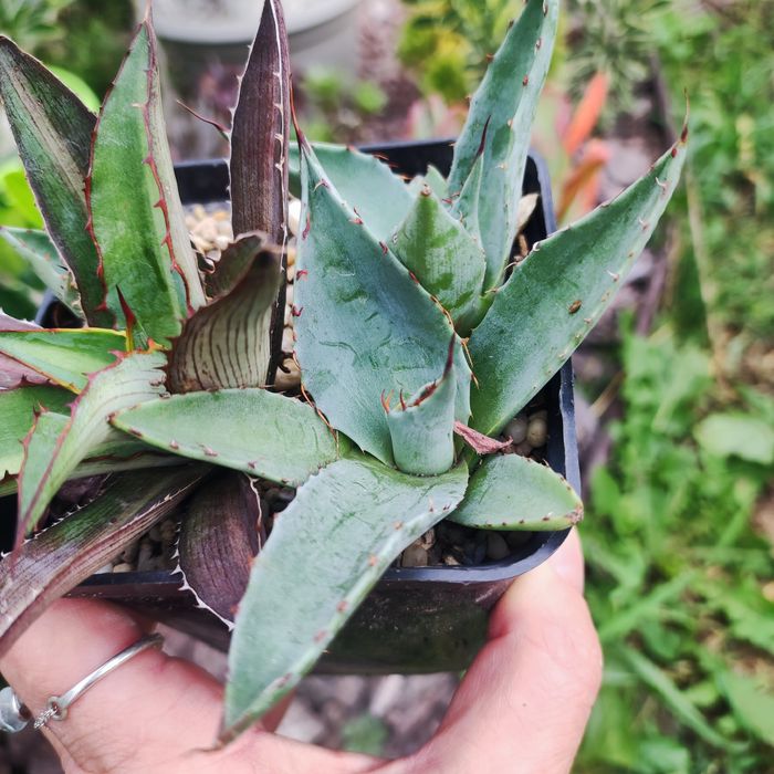 echeveria suyon crassula aeonium