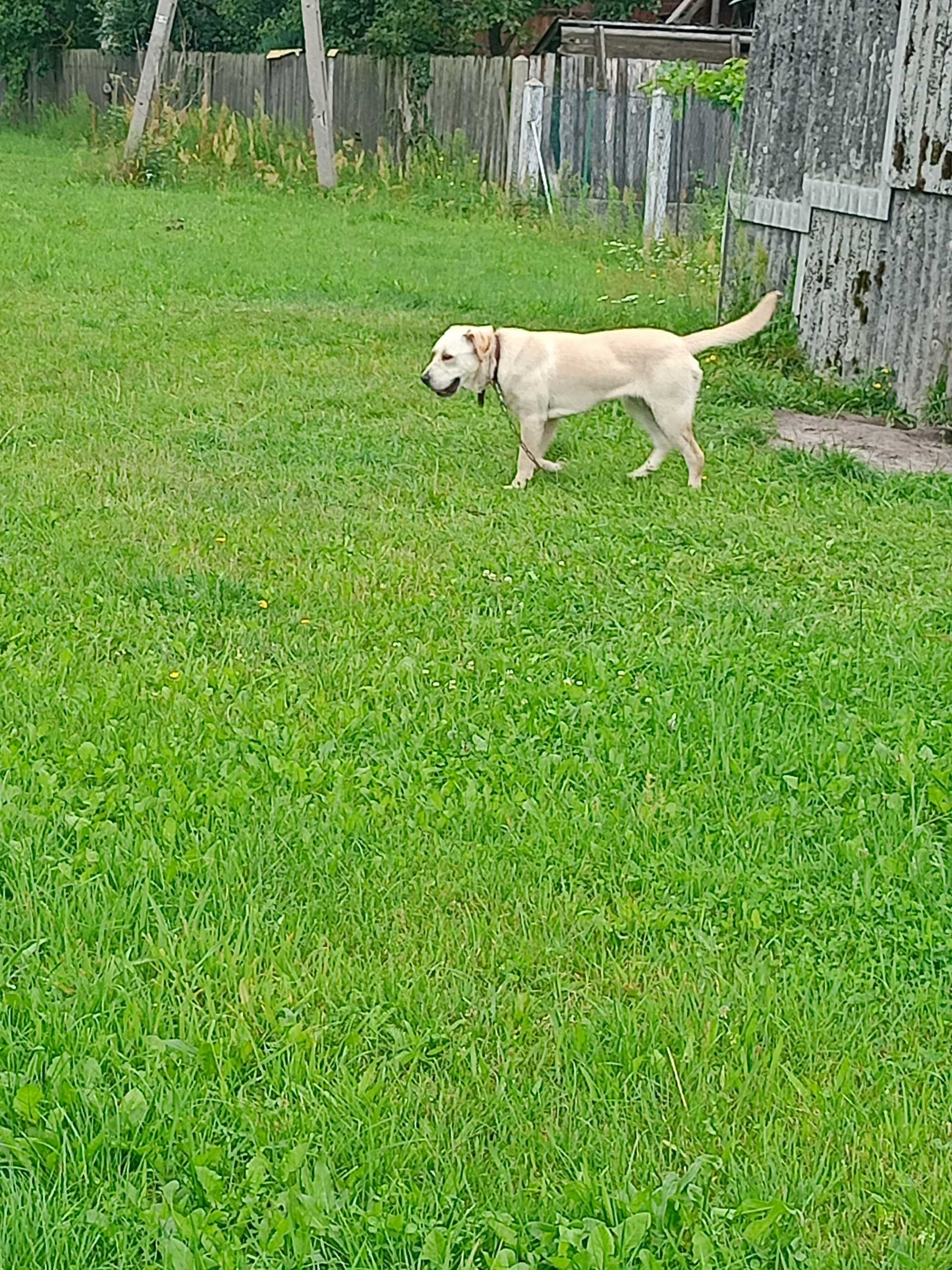 Labrador suczka biszkoptowa