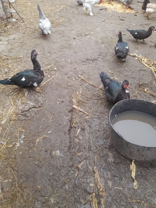 Індокачки та індокачурі продаються