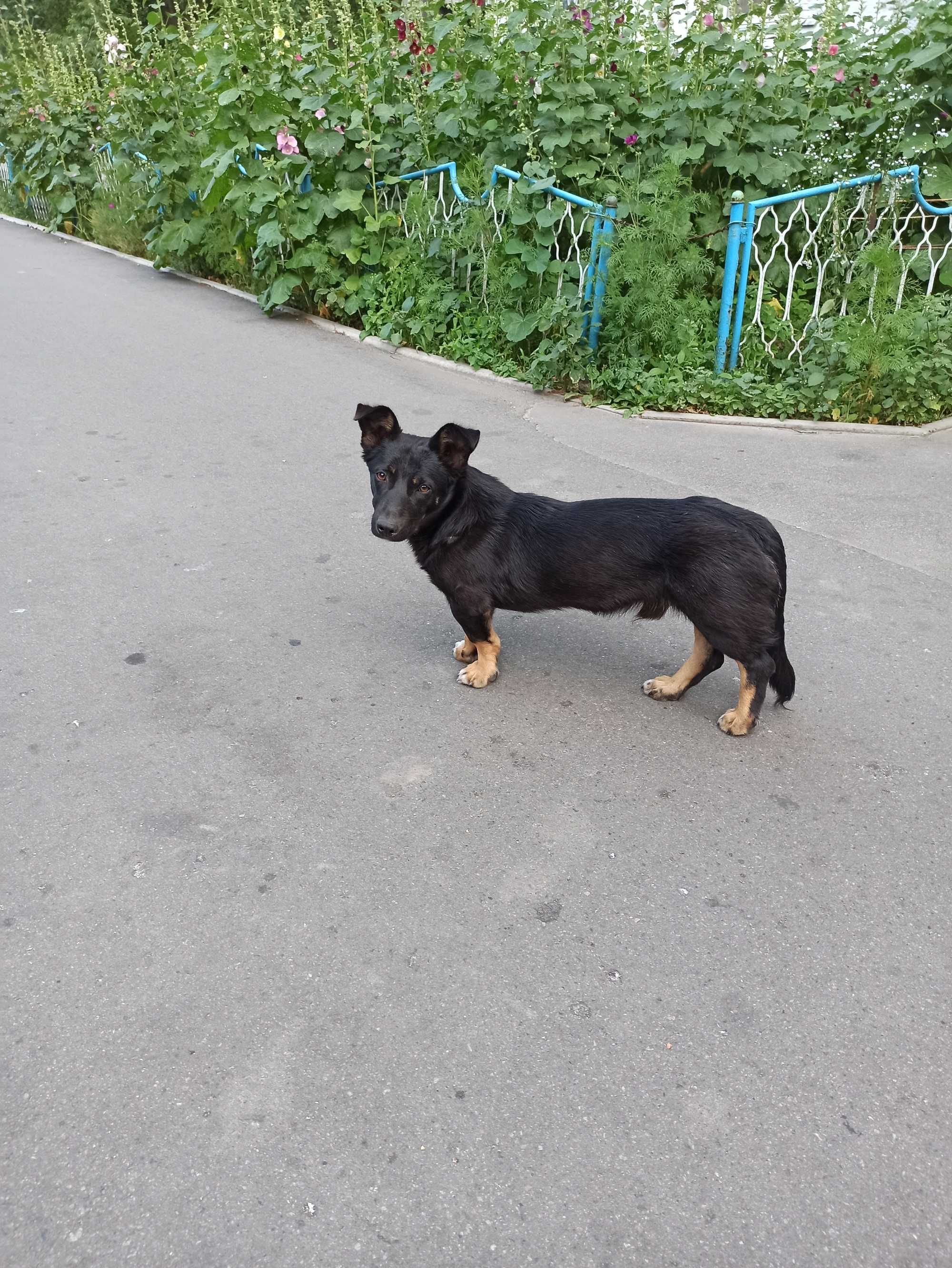 Розшукуємо господаря