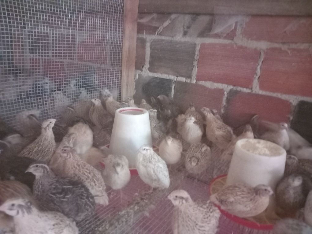 Codornizes para venda