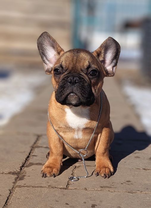 Цуценята бульдожки ,родовід КСУ