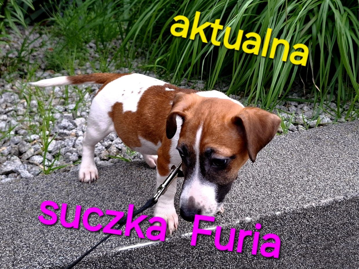 Piękna Furia !!! Jack Russel Terrier krótkie nózki RODZICE w hodowli