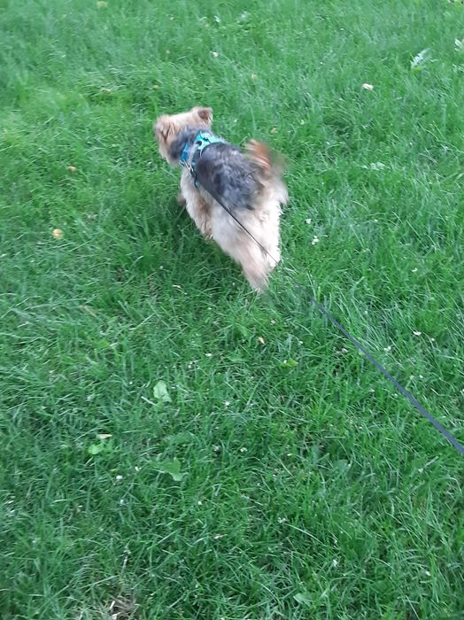 хлопчик Йорк шукає дівчинку