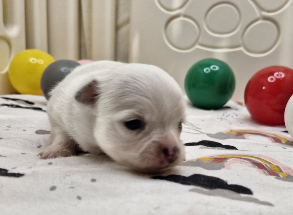 Chihuahua suczka długowłosa