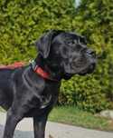 Cane Corso Italiano Zkwp FCI