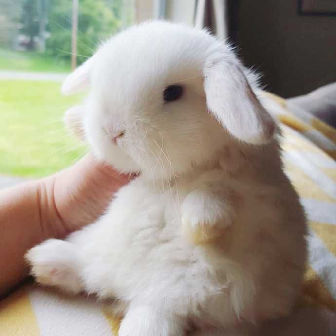 Кролики белые-черные-рыжые