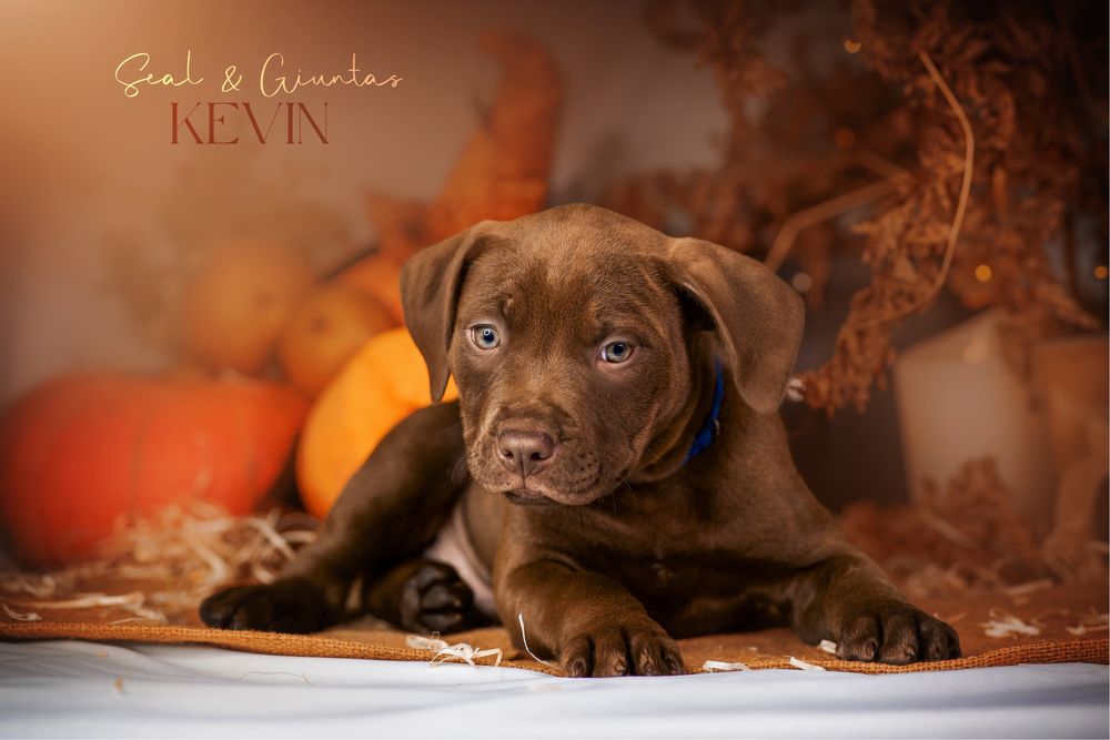 Пітбуль хлопчик Кевін