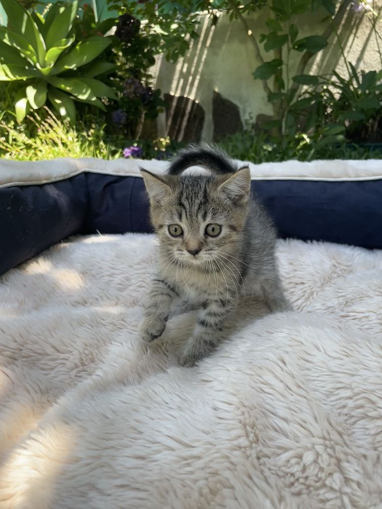 gatinho tabby.