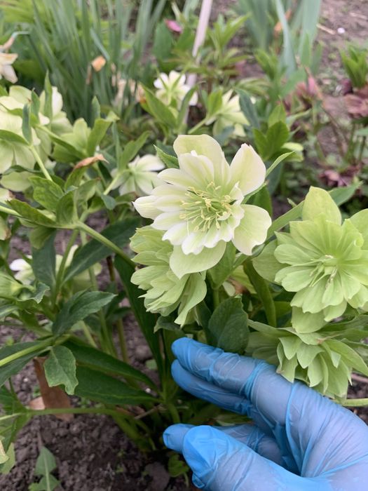 Морозники різного кольору