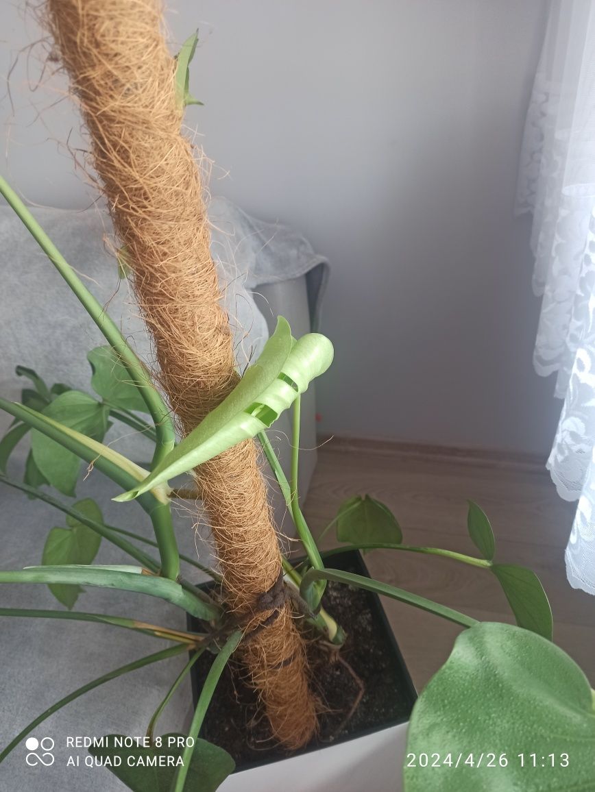 Kwiat żywy Monstera