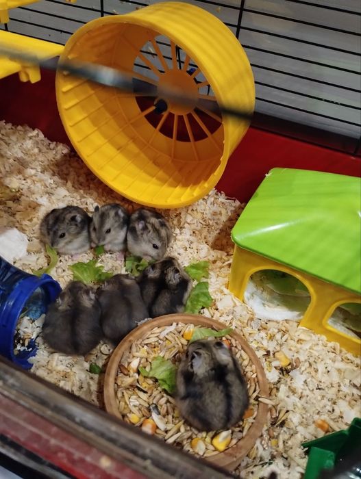 Хомячків в добрі руки