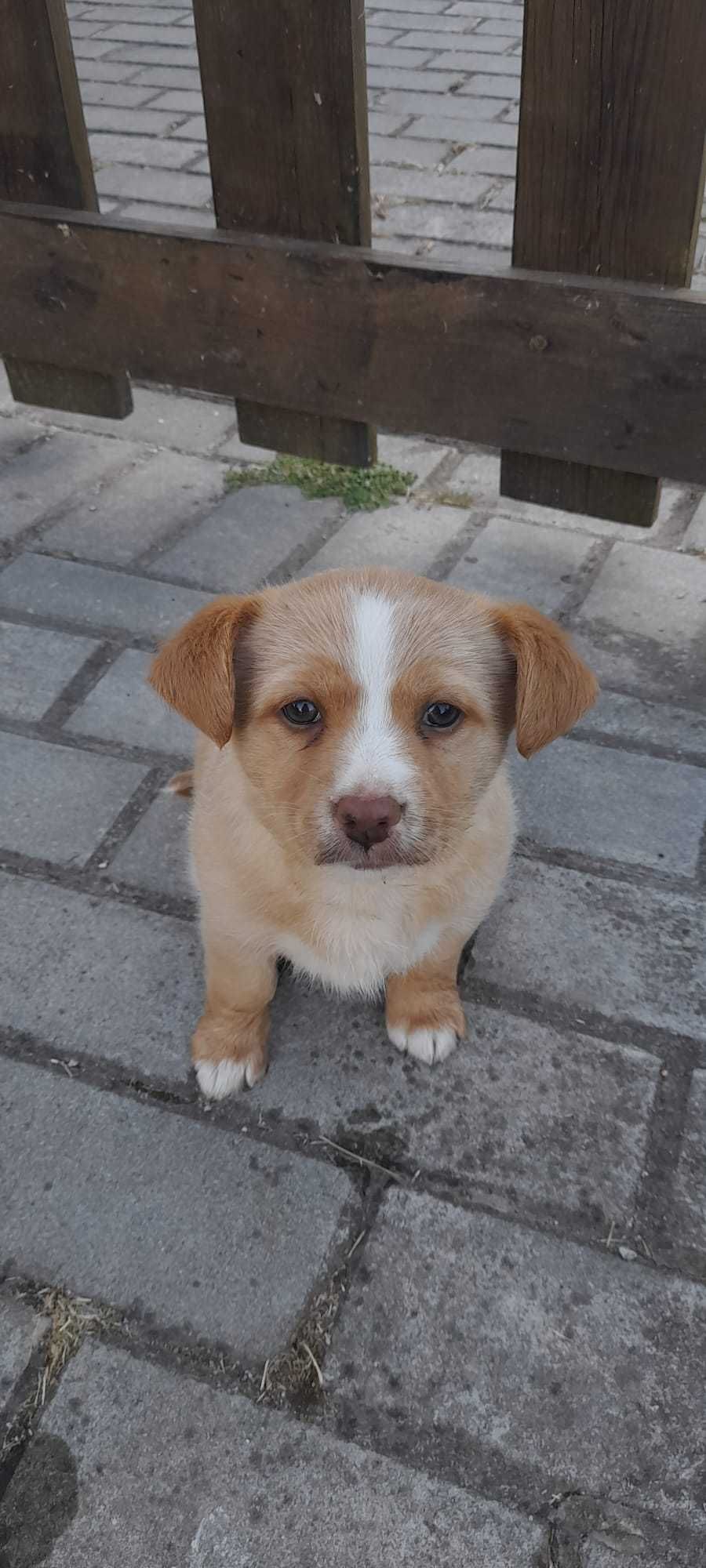 Sou tão fofinho, adota-me...